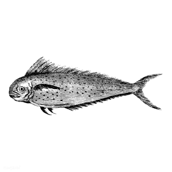 Vintage illustrations of Fish | Free stock vector - 523825 Vintage illustrations of Fish | Free stock vector - 523825