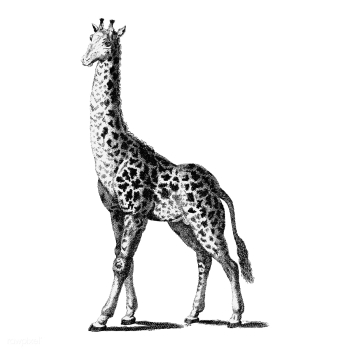 Vintage illustrations of Giraffe | Free stock vector - 523864 Vintage illustrations of Giraffe | Free stock vector - 523864