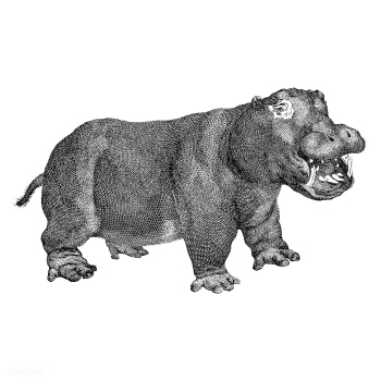 Vintage illustrations of Hippopotamus | Free stock vector - 523816 Vintage illustrations of Hippopotamus | Free stock vector - 523816