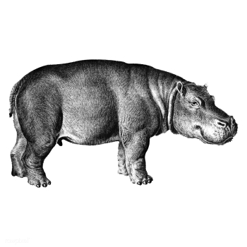 Vintage illustrations of Hippopotamus | Free stock vector - 523920 Vintage illustrations of Hippopotamus | Free stock vector - 523920