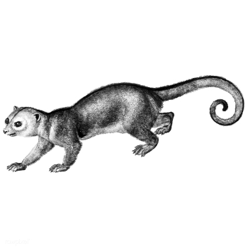 Vintage illustrations of Kinkajou | Free stock vector - 523806 Vintage illustrations of Kinkajou | Free stock vector - 523806
