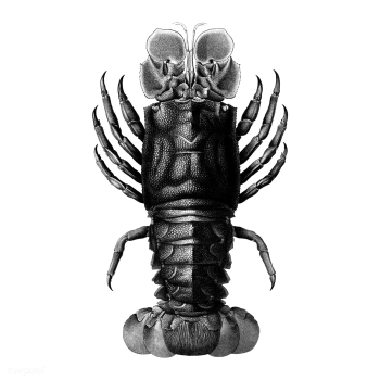 Vintage illustrations of Lobster | Free stock vector - 523876 Vintage illustrations of Lobster | Free stock vector - 523876
