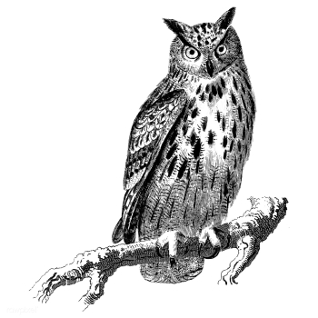 Vintage illustrations of Owl | Free stock vector - 523757 Vintage illustrations of Owl | Free stock vector - 523757