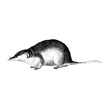 Vintage illustrations of Shrew | Free stock vector - 523745 Vintage illustrations of Shrew | Free stock vector - 523745