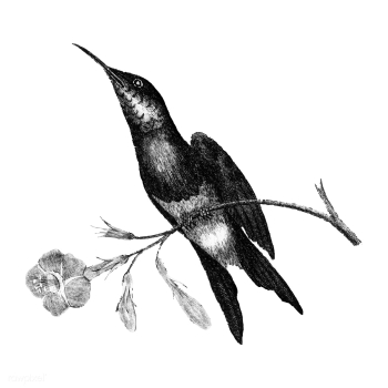 Vintage illustrations of Sunbird | Free stock vector - 523828 Vintage illustrations of Sunbird | Free stock vector - 523828