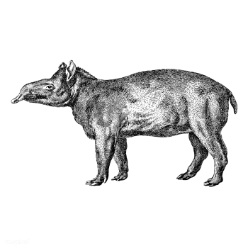 Vintage illustrations of Tapir | Free stock vector - 523739 Vintage illustrations of Tapir | Free stock vector - 523739