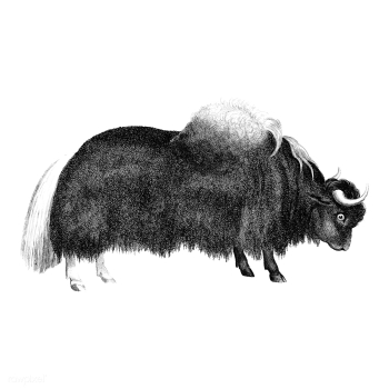 Vintage illustrations of Yak | Free stock vector - 523734 Vintage illustrations of Yak | Free stock vector - 523734