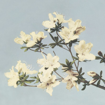 Vintage Japanese azaleas illustration wall | Free Photo - rawpixel