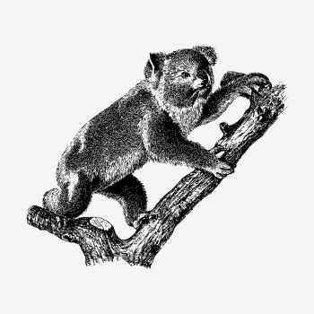 Vintage koala, animal illustration psd. | Free PSD Illustration - rawpixel Vintage koala, animal illustration psd. | Free PSD Illustration - rawpixel