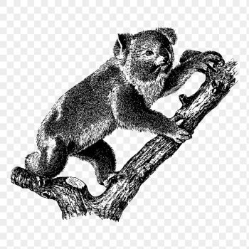 Vintage koala png, animal clipart, | Free PNG Illustration - rawpixel Vintage koala png, animal clipart, | Free PNG Illustration - rawpixel
