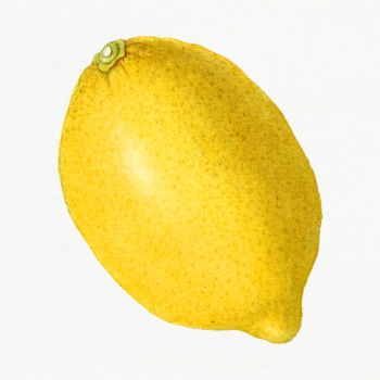 Vintage lemon illustration. Digitally enhanced illustration from U.S. .. | Free public domain illustration - 2297712