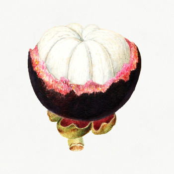 Vintage mangosteen illustration. Digitally enhanced illustration from .. | Free public domain illustration - 2297699