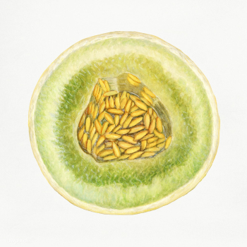 Vintage melon illustration. Digitally enhanced illustration from U.S. .. | Free public domain illustration - 2297936