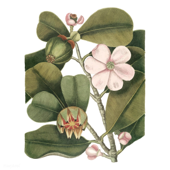 Vintage nature illustration | Free stock vector - 451805 Vintage nature illustration | Free stock vector - 451805
