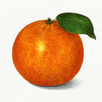Vintage orange illustration. Digitally enhanced illustration from U.S... | Free public domain illustration - 2289690