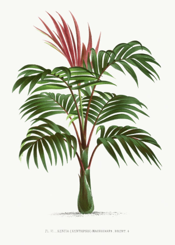 Vintage palm tree illustration. Digitally | Free Photo Illustration - rawpixel