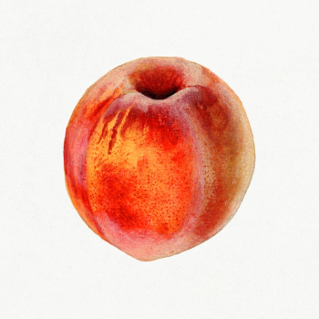 Vintage peach illustration. Digitally enhanced illustration from U.S. .. | Free public domain illustration - 2289563