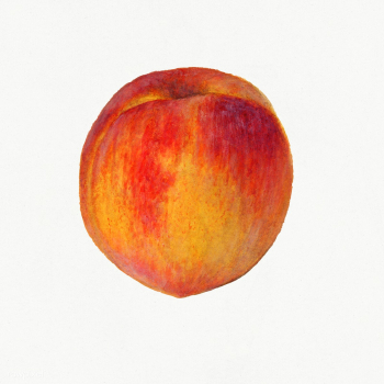 Vintage peach illustration. Digitally enhanced illustration from U.S. .. | Free public domain illustration - 2289588