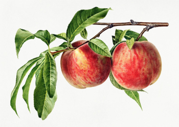 Vintage peach illustration. Digitally enhanced illustration from U.S. .. | Free public domain illustration - 2289609
