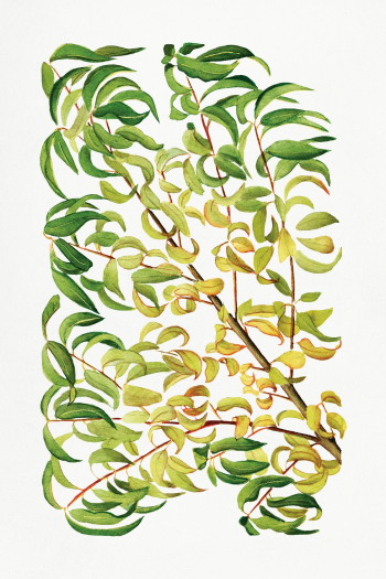 Vintage peach leaves illustration. Digitally enhanced illustration fro.. | Free public domain illustration - 2289535