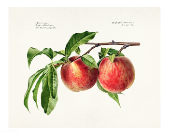 Vintage peaches illustration. Digitally enhanced illustration from U.S.. | Free public domain illustration - 2291768