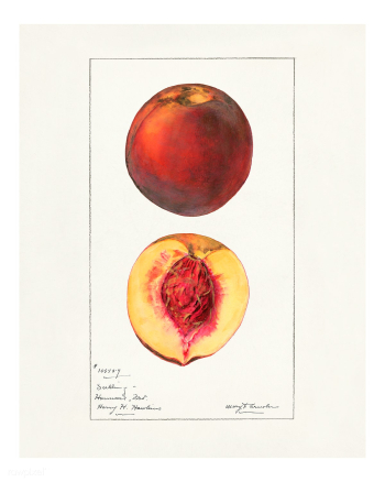 Vintage peaches illustration. Digitally enhanced illustration from U.S.. | Free public domain illustration - 2291931