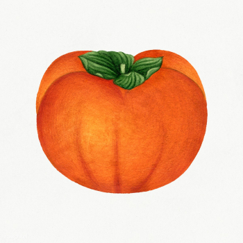 Vintage persimmon illustration. Digitally enhanced illustration from U.. | Free public domain illustration - 2289603