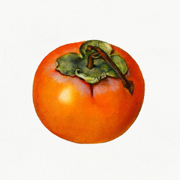 Vintage persimmon illustration. Digitally enhanced illustration from U.. | Free public domain illustration - 2289660