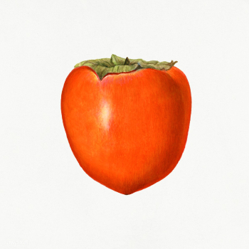 Vintage persimmon illustration. Digitally enhanced illustration from U.. | Free public domain illustration - 2289664