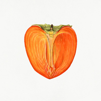 Vintage persimmons illustration. Digitally enhanced illustration from .. | Free public domain illustration - 2297718