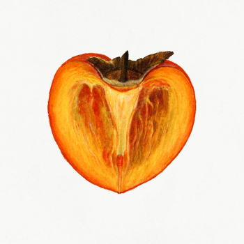 Vintage persimmons illustration. Digitally enhanced illustration from .. | Free public domain illustration - 2297946