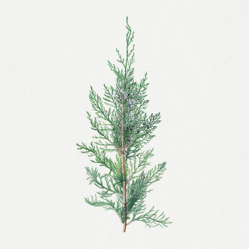 Vintage plant clipart, watercolor aesthetic | Free Photo - rawpixel Vintage plant clipart, watercolor aesthetic | Free Photo - rawpixel