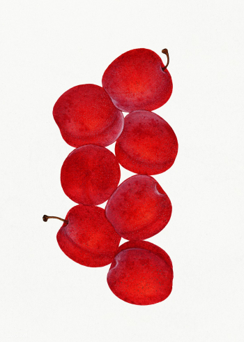 Vintage plums illustration. Digitally enhanced illustration from U.S. .. | Free public domain illustration - 2297942