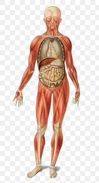 Vintage png human muscular system, remix from artworks by Charles Dessalines D'orbigny