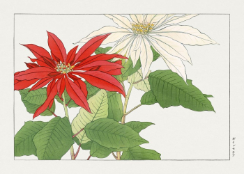 Vintage poinsettia flower, ukiyo e | Free Photo Illustration - rawpixel Vintage poinsettia flower, ukiyo e | Free Photo Illustration - rawpixel