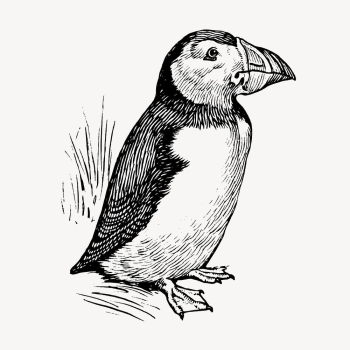 Vintage puffin, bird illustration vector. | Free Vector Illustration - rawpixel Vintage puffin, bird illustration vector. | Free Vector Illustration - rawpixel