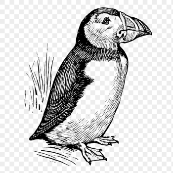 Vintage puffin png, bird clipart, | Free PNG Illustration - rawpixel