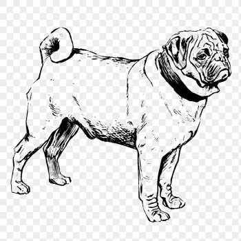 Vintage pug png, dog clipart, | Free PNG Illustration - rawpixel