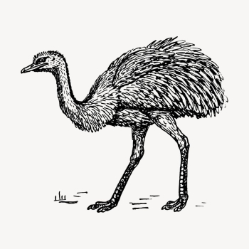 Vintage rhea, bird illustration vector. | Free Vector Illustration - rawpixel Vintage rhea, bird illustration vector. | Free Vector Illustration - rawpixel