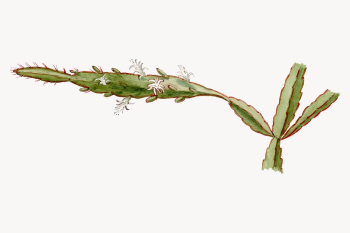 Vintage Rhipsalis illustration vector design | Free Vector Illustration - rawpixel