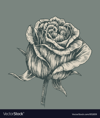 Vintage rose vector image Vintage rose vector image