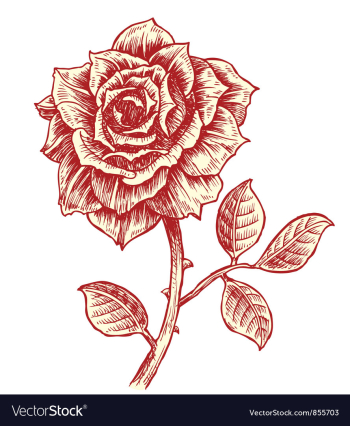 Vintage rose vector image Vintage rose vector image