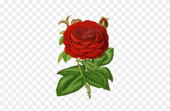 Vintage Rose - Vintage Rose Transparent Vintage Rose - Vintage Rose Transparent