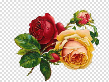 Vintage Roses: Beautiful Varieties for Home and Garden Flower , retro rose transparent background PNG clipart