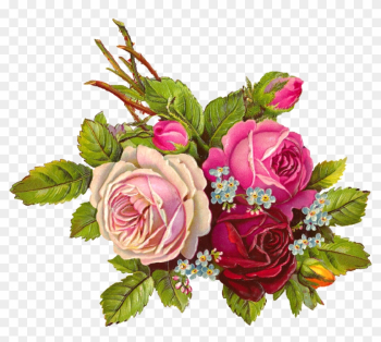 Vintage Roses - Rose Vintage Roses - Rose