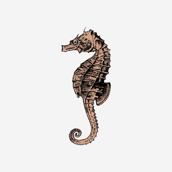 Vintage seahorse clipart, aquatic animal | Free Photo - rawpixel Vintage seahorse clipart, aquatic animal | Free Photo - rawpixel
