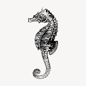 Vintage seahorse sticker, aquatic animal | Free Vector - rawpixel Vintage seahorse sticker, aquatic animal | Free Vector - rawpixel