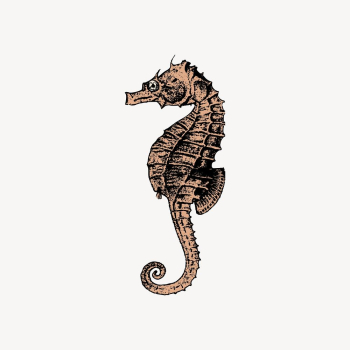 Vintage seahorse sticker, aquatic animal | Free Vector - rawpixel Vintage seahorse sticker, aquatic animal | Free Vector - rawpixel
