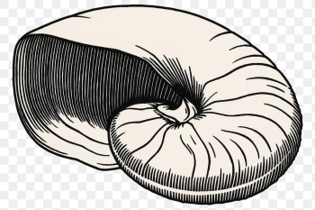 Vintage seashell png sticker hand drawn Vintage seashell png sticker hand drawn