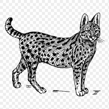 Vintage serval, wild cat clipart, | Free PNG Illustration - rawpixel